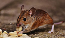 24 Hour & Emergency Exterminators in Holcomb Village, CA